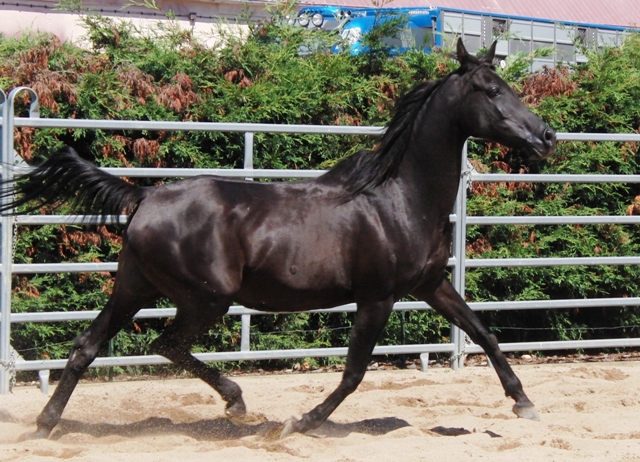 Datei:Ada-gestuet-Rashid12 13.jpg