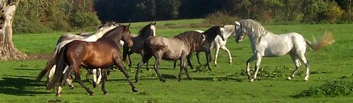 Datei:Bruns Andalusier Gestüt.jpg