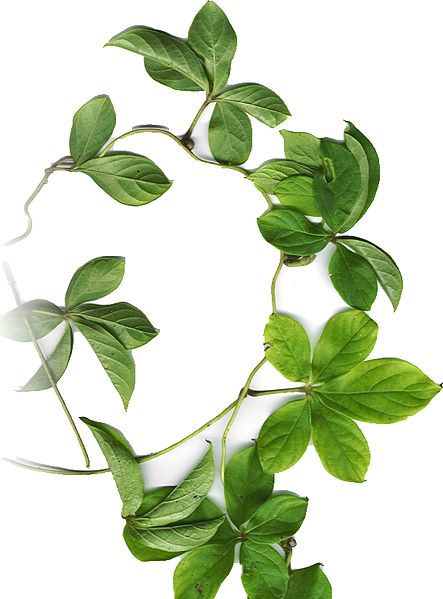 Datei:PZS Zweig grün.png