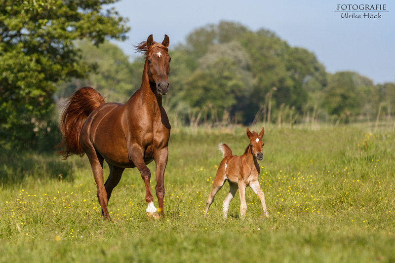 Datei:Ada-gestuet-Pasha Sharima.jpg