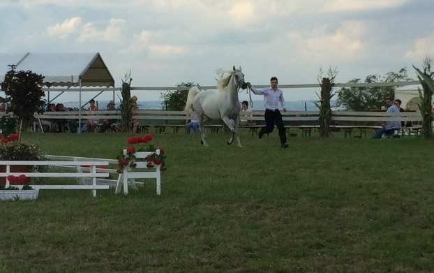 Datei:Erfolgreiche Auftritte Marbacher Pferde 1.jpg