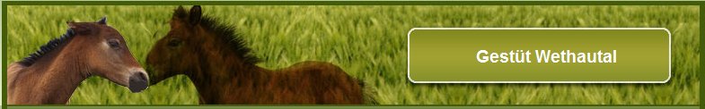 Little-horse-ranch Banner.jpg