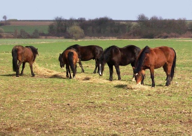 Datei:Heinbuchenhof Herde.jpg