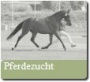 90px-Pferdezucht_Button.jpg