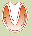 100px-Barhuf-thueringen_Logo.png