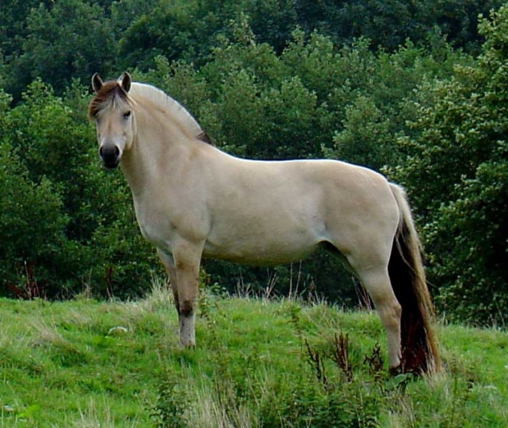 Datei:Fjordpferd.jpg