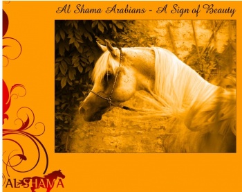 Al Shama Start.jpg