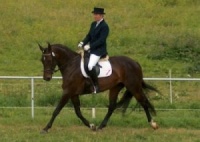Deutsches Sportpferd.jpg