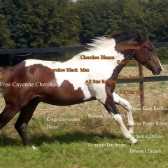 Free Cayenne Cherokee 1.jpg