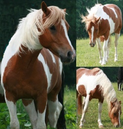 junges braves m amateur-video pferd junges braves m amateur-video pferd