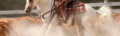 PZS Banner Westernreiten.png