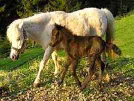 Datei:Waelderhof rechts.jpg