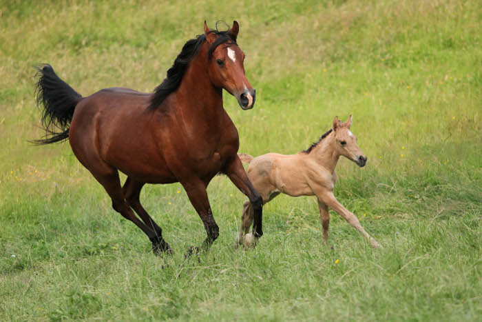 Datei:Liberty Arabians Stute 2.jpg