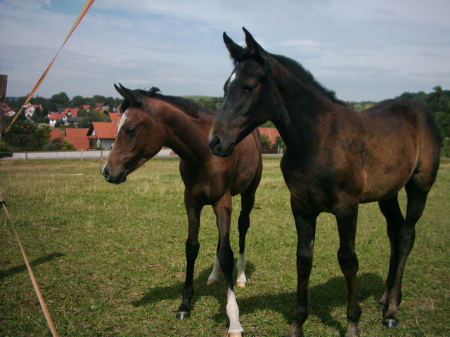 Datei:Al-Gadir-Asilaraber-Galisha -02.jpg