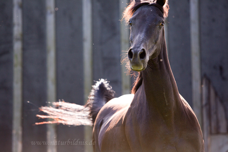 Datei:Ada-gestuet-Rashid11 13.jpg