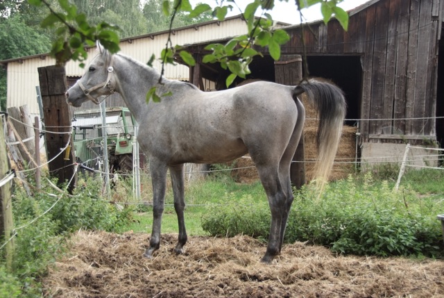 Datei:-Rein ägypt.,agiler Vollblutaraber 1.jpg