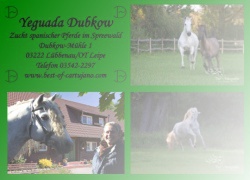 Datei:PRE Zucht Yeguada Dubkow 10.jpg