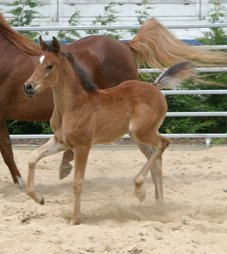 Datei:Ada-gestuet-Umaymah 6 10-1.png