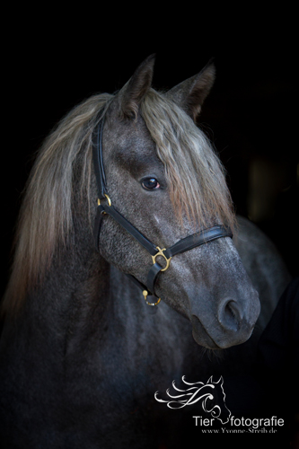Datei:PRE Zucht Yeguada Dubkow 2.jpg