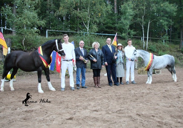 Datei:Welsh Pony Germany Schau 2013.jpg