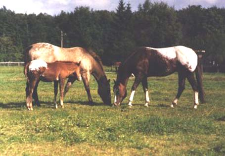 Datei:Appaloosa-Farm Start.png