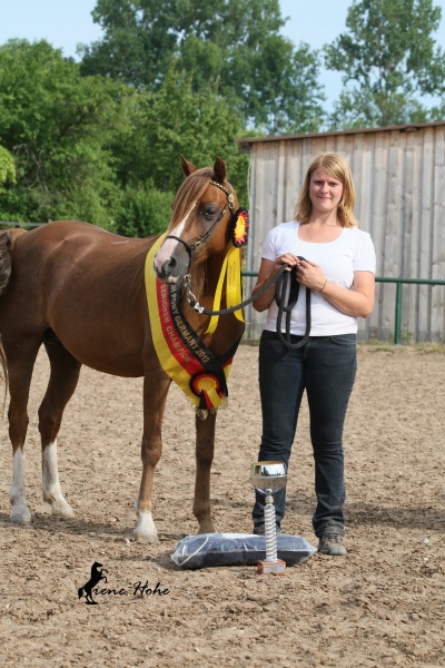 Datei:Welshponygermanyshow Gestüt Frankenhöhe 2013 5.jpg