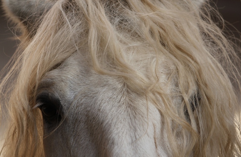 Datei:PRE Zucht Yeguada Dubkow 6.jpg