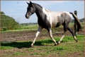 Akashi El Aysha Deckhengst Stallion Quarab 1.jpg