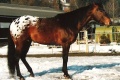 Appaloosa Hengst Robin Hoof 1.jpg
