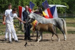 Welshponygermanyshow Gestüt Frankenhöhe 2013. 2.jpg