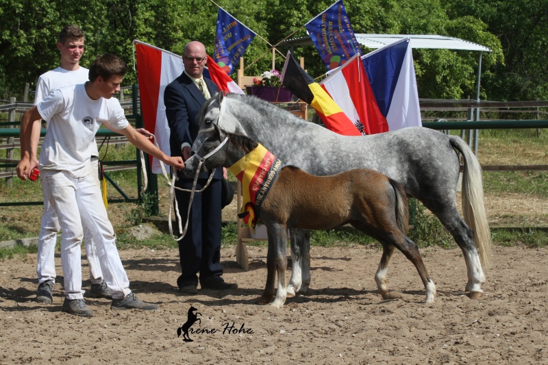 Datei:Welshponygermanyshow Gestüt Frankenhöhe 2013. 2.jpg