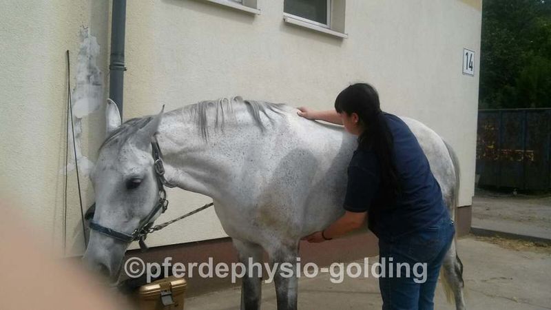 Datei:Pferdephysiotherapie Claudia Golding.jpg