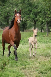 Liberty Arabians Stute 1.jpg