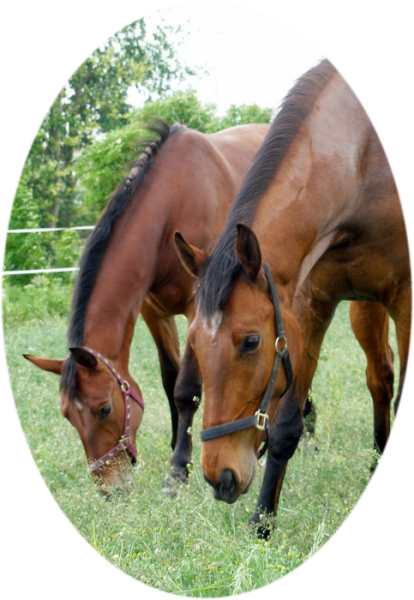 Datei:PZS-Muster-Koppel.png